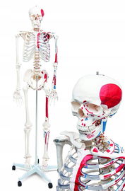 Szkielet anatomiczny człowieka oznaczenie kości mięśni Elementary Anatomy