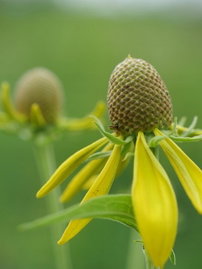 Rudbekia - Ratibida pinnata