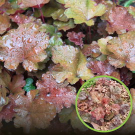 Żurawka Northern Expousure Amber SADZONKA sadzonki mrozoodporne