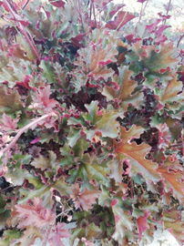 Żurawka Heuchera Crimson Curls - Różowa odmiana SADZONKA sadzonki mrozoodp