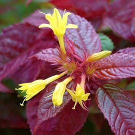 Diervilla Troja Black Sadzonka sadzonki czerwone liście żółte kwiaty