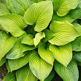 Hosta hybrid Age of Gold Sadzonka sadzonki mrozoodporne