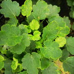 ŻURAWKA HEUCHERA BRIZOIDES SCHNEEWITTCHEN Sadzonka sadzonki mrozoodporne