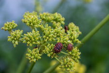 Lubczyk ogrodowy - aromatyczne zioło Sadzonka sadzonki mrozoodporne