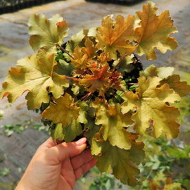 Żurawka Heuchera Marmalade -Różnokolorowa odmiana
