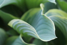 Funkia Patriot (Hosta) Sadzonka sadzonki mrozoodporne