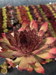 Rojnik 'Ajax' Sempervivum Sadzonka sadzonki mrozoodporne