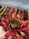 Rojnik 'Gallivarda' (sempervivum) Sadzonka sadzonki mrozoodporne