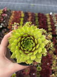 Rojnik 'Pipifax' (sempervivum) Sadzonka sadzonki mrozoodporne