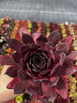 Rojnik 'Leopold' Sempervivum Sadzonka sadzonki mrozoodporne