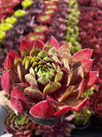Sempervivum Anak Krakatau Rojnik Sadzonka sadzonki mrozoodporne