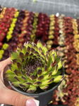 Rojnik Sempervivum Reinhard Sadzonka sadzonki mrozoodporne