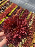 Rojnik 'Voodoo' Sempervivum Sadzonka sadzonki mrozoodporne