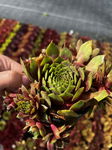 Rojnik 'Polaris' Sempervivum Sadzonka sadzonki mrozoodporne