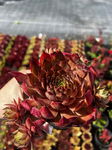 Rojnik Sempervivum "Casablanca" Sadzonka sadzonki mrozoodporne