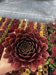 Rojnik Sempervirum 'Tiefgang' Sadzonka sadzonki mrozoodporne