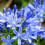 Agapant Afrykański 'Umbrella Blue'
