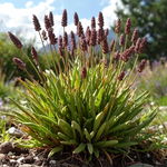 Sesleria tatrzańska - bordowe kwitnienie Sadzonka sadzonki mrozoodporne