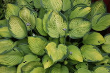 Funkia Great Expectation (Hosta) - Duże jasne liście Sadzonka sadzonki mroz
