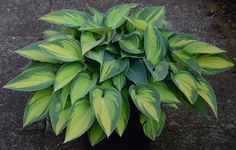 Funkia June (Hosta) - BESTSELLER Sadzonka sadzonki mrozoodporne