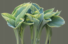 Funkia American Halo (Hosta) - ciekawy kolor liści Sadzonka sadzonki mrozoo