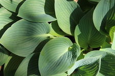 Funkia Hosta Big Daddy - Ciemno zielone liście Sadzonka sadzonki mrozoodpo