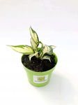 Funkia Hosta Fire & Ice - Białe liście Zielone obwódki Sadzonka sadzonki