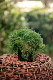 Karmnik ościsty - zielony dywan Sadzonka P9 Bylina wieloletnia