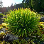 Kosmatka owłosiona 'Igel' Sadzonka P9 Bylina wieloletnia