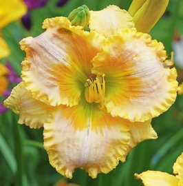 Liliowiec ogrodowy 'Serena Sunburst' Żółta SADZONKA C2 PIEKNE KWIATY