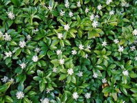 Runianka japońska (Pachysandra) =Variegata Sadzonka P9 Wieloletnia bylina