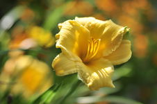 Liliowiec Stella de Oro (Hemerocallis)C2 - PIĘKNY DUŻY KWIAT SADZONKA C2