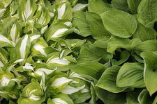 Funkia Hosta - LOSOWA ODMIANA BEZ ETYKIETY DUŻE WIELOLETNIE SADZONKI