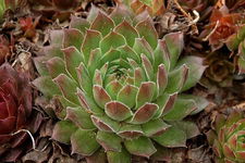 Rojnik górski (Sempervivum) sukulent sadzonka NA SKALNIAK odporny na suszę