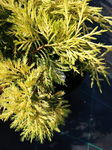 Jałowiec chiński "Plumosa Aureovariegata" 20-35cm c2 ( Juniperus chinensis