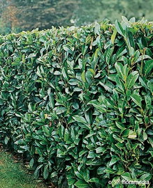 Laurowiśnia wschodnia Otto Luykon (Prunus) - Idealna do nowoczesnych ogrodó