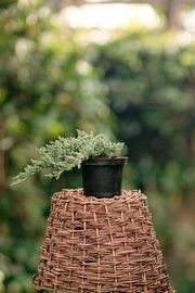 Jałowiec łuskowy "Blue Carpet"-Juniperus squamata Sadzonka sadzonki mrozood