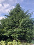 Choina kanadyjska (Tsuga) - NIEDOCENIANE DRZEWO! Sadzonka sadzonki mrozoodp