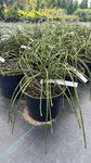 Thuja Whipcord - 30cm Sadzonka sadzonki mrozoodporne