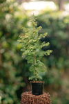 Metasekwoja chińska 30-40cm c2,5 (Metasequoia glyptostroboides) Sadzonka sa