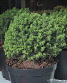 Świerk Pospolity Jalako Gold - Złoty gniazdkowy Sadzonka sadzonki mrozoodpo