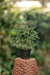 Świerk Engelmanna 20-40cm c2 (Picea engelmannii) Sadzonka sadzonki mrozoodp