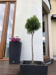 Thuja Smaragd na pniu SADZONKA C3