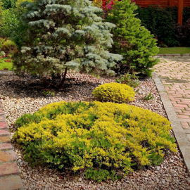 Jałowiec pospolity "Goldschatz" Sadzonka c2 ROŚLINA NA SUCHE GLEBY