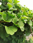 Miłorząb dwuklapowy (Ginko biloba) - Roślina Życia SADZONKA P9