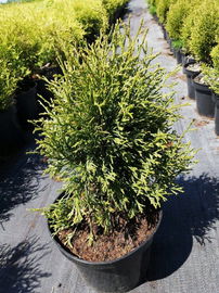 Tuja zachodnia Smaragd Witbont - Nakrapiany Szmaragd Sadzonka C2