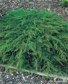 Jałowiec pospolity Green Carpet - zielony dywan Sadzonka sadzonki mrozoodpo