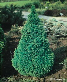 Świerk biały Conica - zielony stożek, łatwy w uprawie Sadzonka sadzonki mro