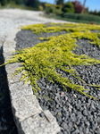 Jałowiec płożący Golden Carpet złoty dywan Sadzonka sadzonki mrozoodporne
