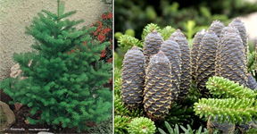 Jodła koreańska (Abies koreana) - Piękne drzewo NA CHOINKĘ sadzonka
